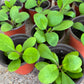 Leaf of Life Starter Plants