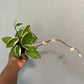 Tri color Hoya Carnosa Krimson Queen 4" pot