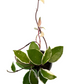 Hoya Krimson Queen