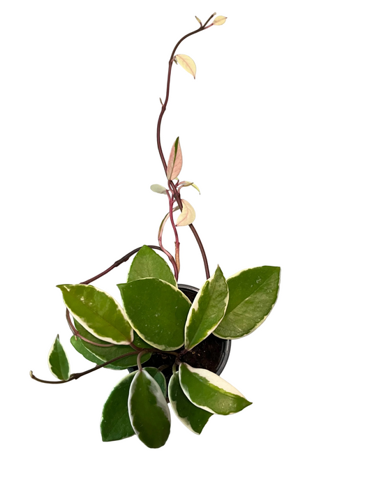 Hoya Krimson Queen