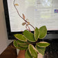 Tri color Hoya Carnosa Krimson Queen 4" pot