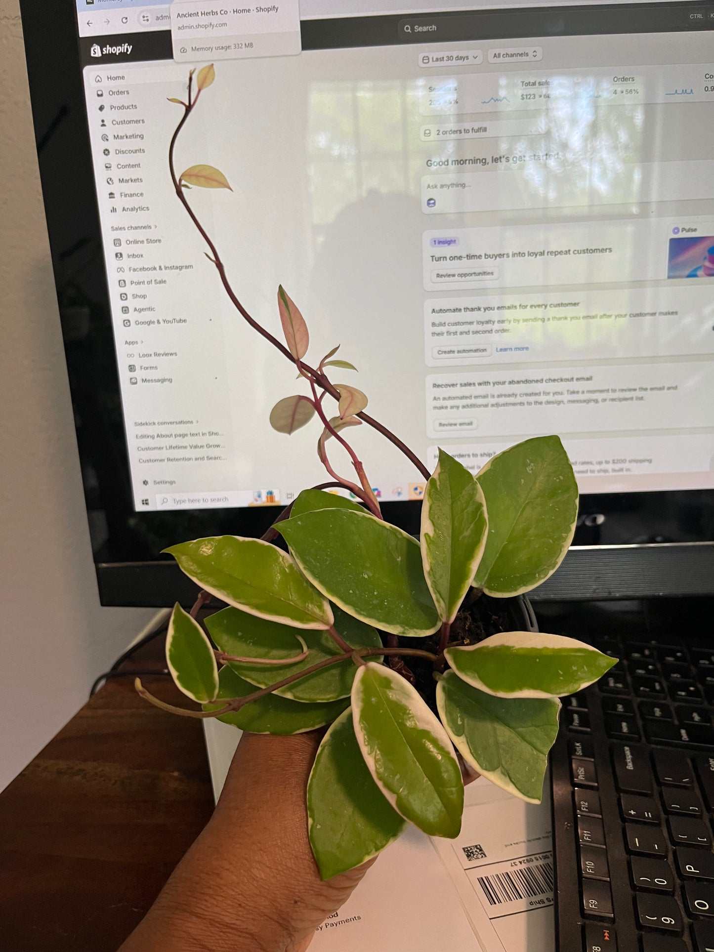 Tri color Hoya Carnosa Krimson Queen 4" pot