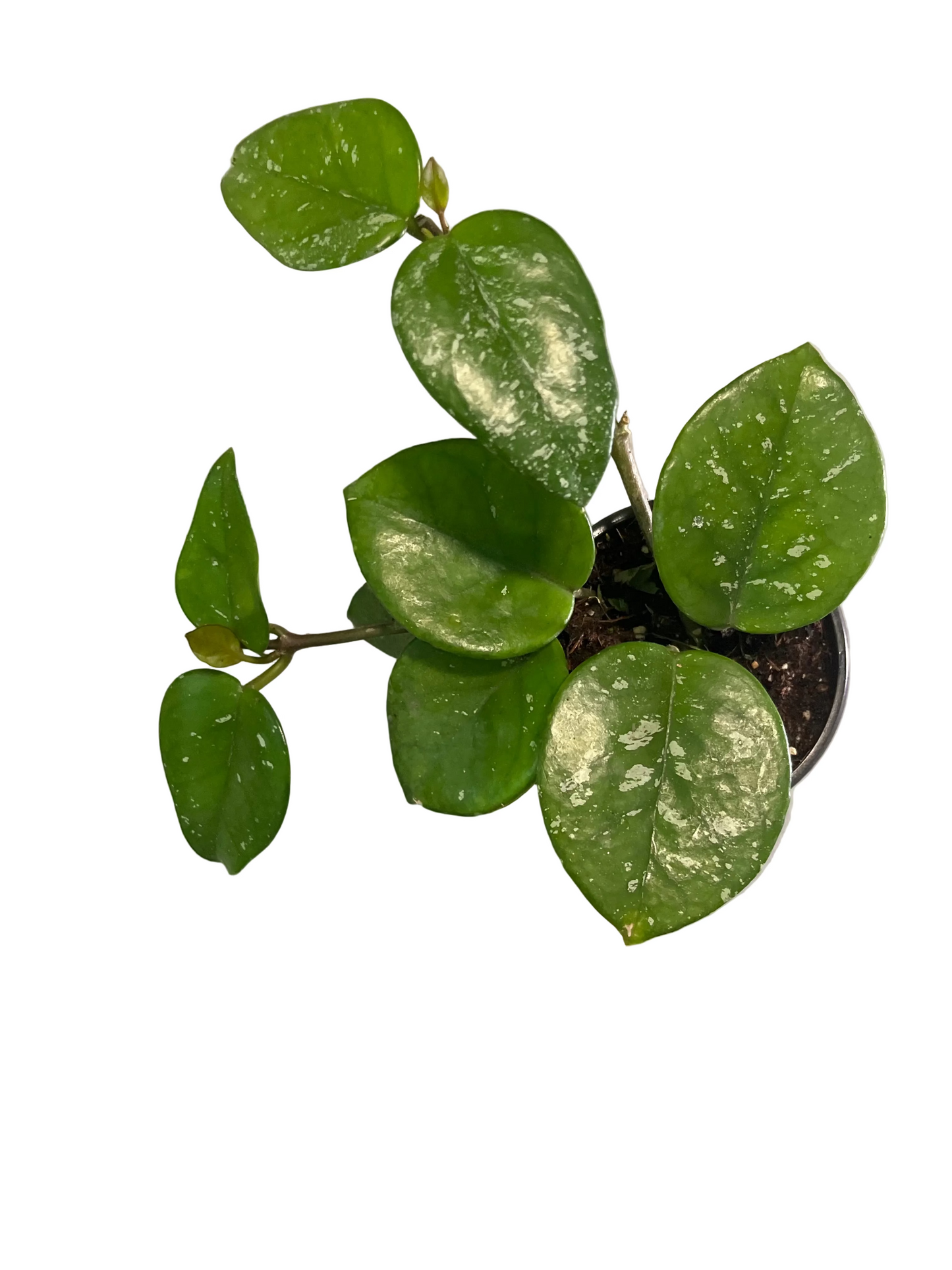Hoya Carnosa Splash 4" pot