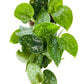 Scindapsus Pictus Exotica 4" pot