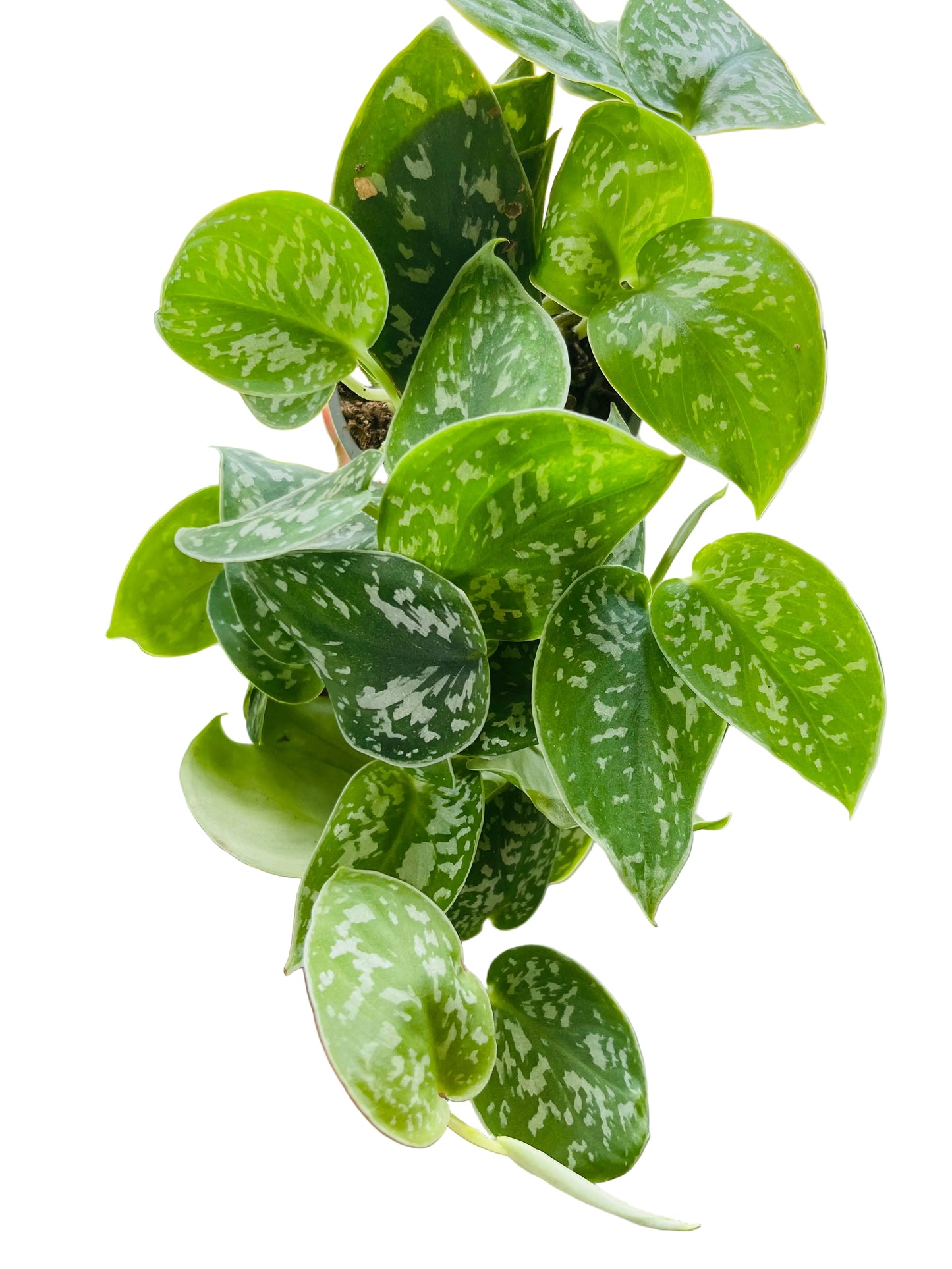 Scindapsus Pictus Exotica 4" pot