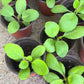 Leaf of Life Starter Plants