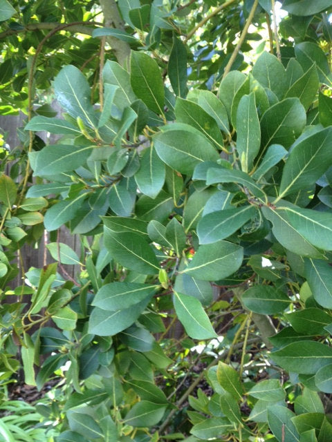 Bay Leaves (Whole) Organic