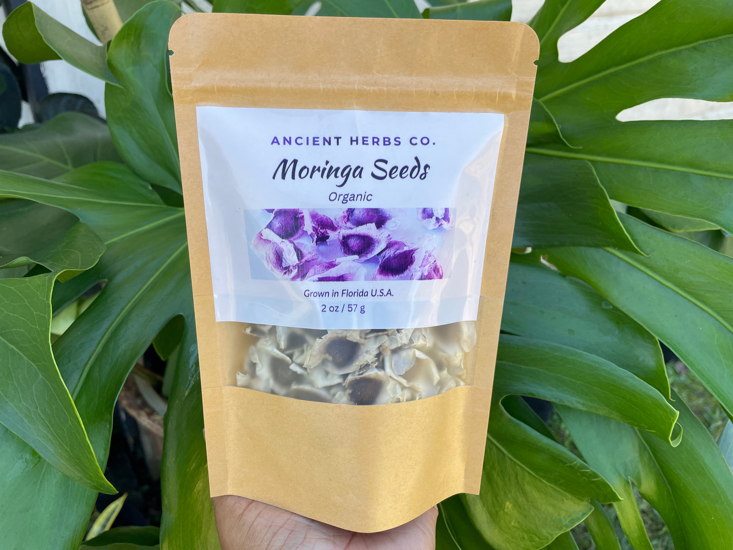 Moringa Seeds (Oleifera Seeds) Organic 50/100 seeds