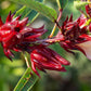 JAMAICA SORREL ( HIBISCUS FLOWER )