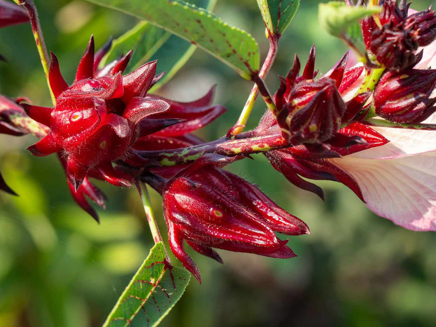 JAMAICA SORREL ( HIBISCUS FLOWER )