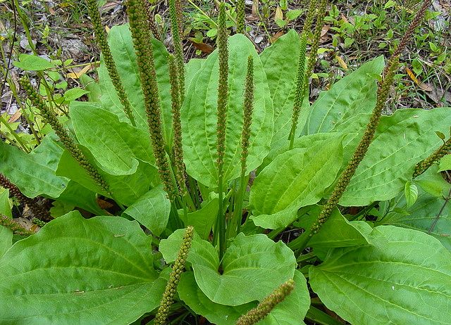 Plantain Leaf 2 oz - Organic